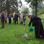 Gießen des neu gepflanzten Marillenbaumes      